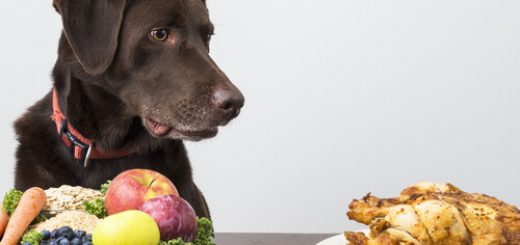 como alimentar tu mascota